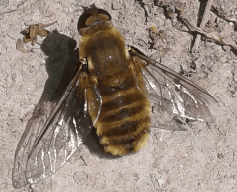 Bombyliidae : Villa sp.?